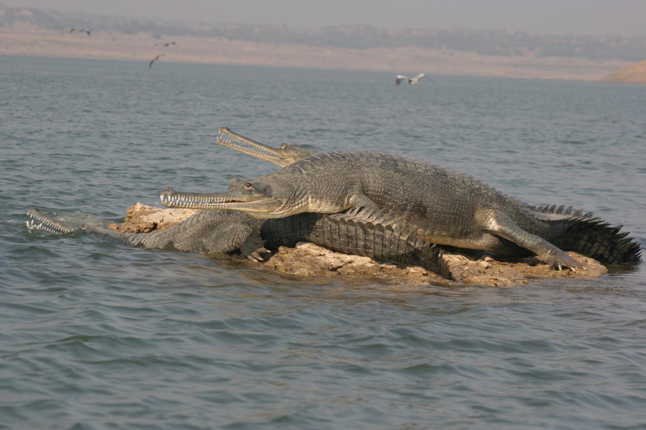 Mela Kothi - The Chambal Safari Lodge Bāh Zewnętrze zdjęcie