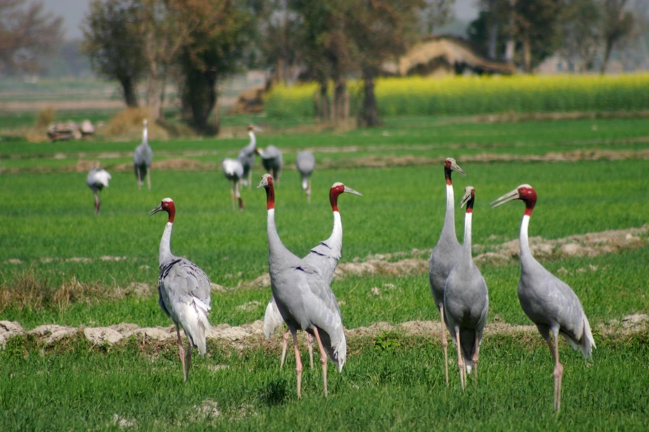 Mela Kothi - The Chambal Safari Lodge Bāh Zewnętrze zdjęcie