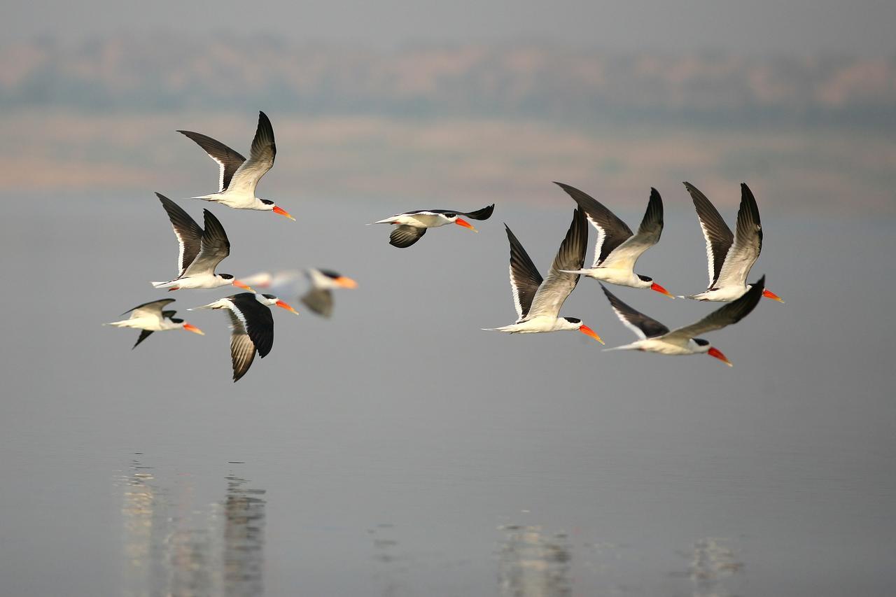Mela Kothi - The Chambal Safari Lodge Bāh Zewnętrze zdjęcie